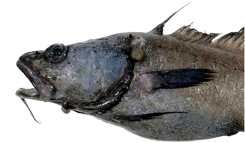 Lepidion schmidti_09998.jpg